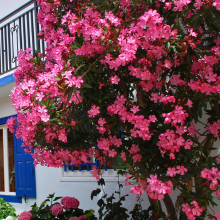 Plantes pour jardin rose Leaderplant